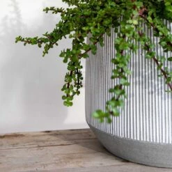 Harith Plant Pot - Ridged White Stripe 11 Harith Plant Pot - Ridged White Stripe -Indoor Plant Store Ridged Harith Plant Pot White Stripe Close Up