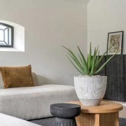 Jesslyn Plant Pot - Ridged White Stripe 15 Jesslyn Plant Pot - Ridged White Stripe -Indoor Plant Store Ridged Jesslyn Plant Pot White Stripe Aloe Vera Houseplant