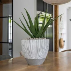 Jesslyn Plant Pot - Ridged White Stripe 16 Jesslyn Plant Pot - Ridged White Stripe -Indoor Plant Store Ridged Jesslyn Plant Pot White Stripe Aloe Vera Indoor Plant