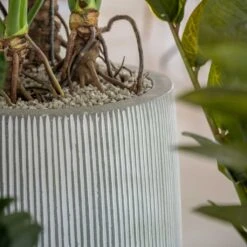 Tall Harith Plant Pot - Ridged White Stripe 11 Tall Harith Plant Pot - Ridged White Stripe -Indoor Plant Store Ridged Tall Harith Plant Pot White Stripe Lifestyle 2