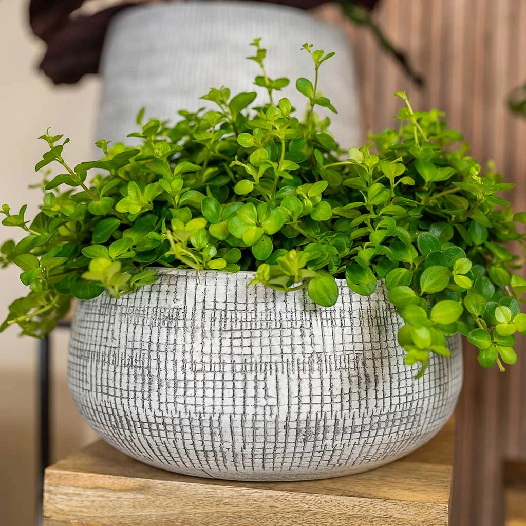 Ryan Plant Bowl - White Black 2 Ryan Plant Bowl - White Black - Image 2