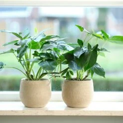 Ryan Plant Pot - Sand Gold 34 Ryan Plant Pot - Sand Gold -Indoor Plant Store Ryan Plant Pot Sand Gold Houseplants