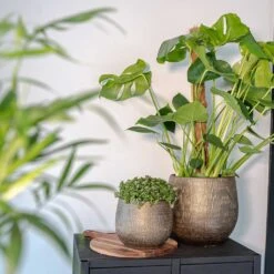 Ryan Plant Pot - Shiny Gold 24 Ryan Plant Pot - Shiny Gold -Indoor Plant Store Ryan Plant Pot Shiny Gold Lifestyle 01