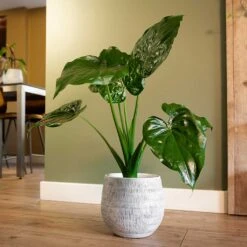 Ryan Plant Pot - White Black -Indoor Plant Store Ryan Plant Pot White Black Alocasia Houseplant