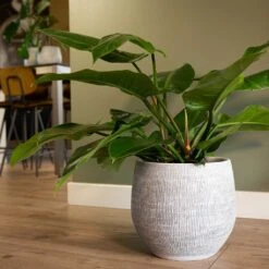 Ryan Plant Pot - White Black -Indoor Plant Store Ryan Plant Pot White Philodendron Houseplant