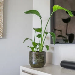 Sanna Plant Pot - Moss Green -Indoor Plant Store Sanna Moss Green 6