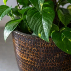 Sanna Plant Pot - Savanna 31 Sanna Plant Pot - Savanna -Indoor Plant Store Sanna Savana 7