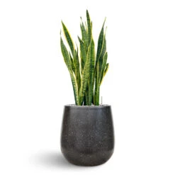 Terrazzo Balloon Planter - Black 12 Terrazzo Balloon Planter - Black -Indoor Plant Store Sanseveria Terrazo Balloon Black