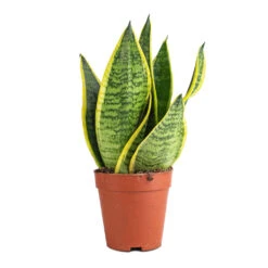 Sansevieria Trifasciata Futura Superba -Indoor Plant Store Sanseviera trifasciata Futura Superba 9x30cm