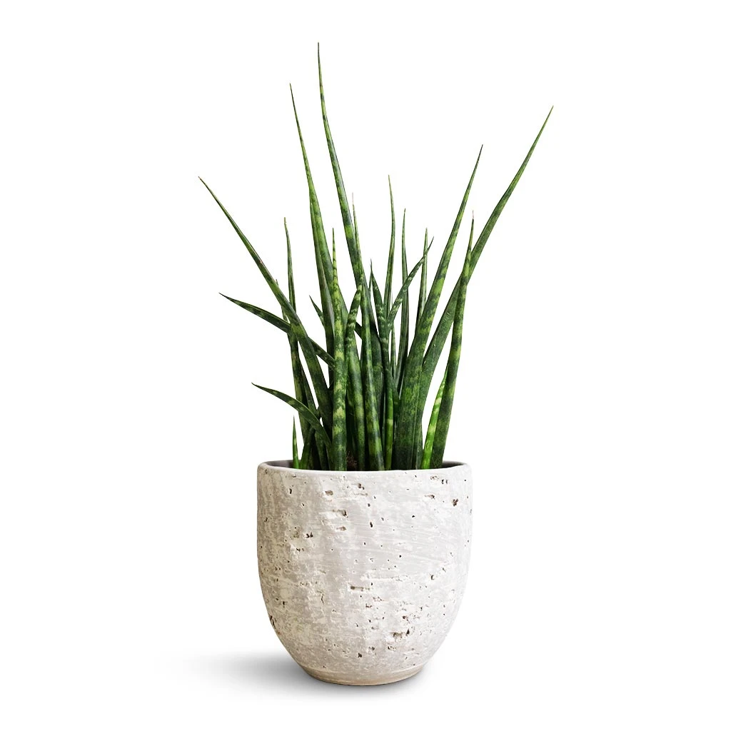 Sansevieria Fernwood Mikado - Snake Plant 1 Sansevieria Fernwood Mikado - Snake Plant