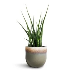 Sansevieria Fernwood Mikado - Snake Plant 11 Sansevieria Fernwood Mikado - Snake Plant -Indoor Plant Store Sansevieria Fernwood Mikado Snake Plant 12x40cm Tarra Plant Pot Forest 15x13cm