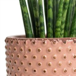 Sansevieria Fernwood Mikado - Snake Plant 14 Sansevieria Fernwood Mikado - Snake Plant -Indoor Plant Store Sansevieria Fernwood Mikado Snake Plant Bolino Plant Pot Pale Rose Close Up 5c06459b ff1f 4714 aa38 091207914c4b