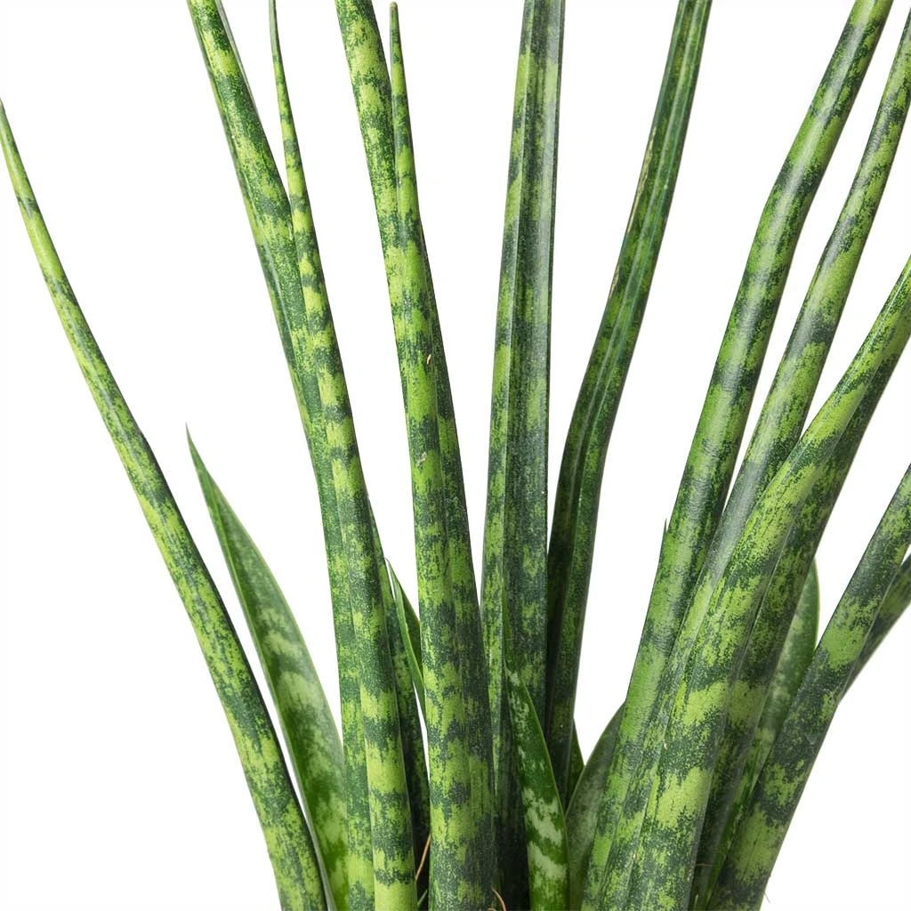Sansevieria Fernwood Mikado - Snake Plant 2 Sansevieria Fernwood Mikado - Snake Plant - Image 2