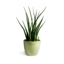 Sansevieria Fernwood Mikado - Snake Plant 12 Sansevieria Fernwood Mikado - Snake Plant -Indoor Plant Store Sansevieria Fernwood Mikado Snake Plant Sven Plant Pot Mint final 7f04ef57 71cc 48af b69d a65acf90e70d