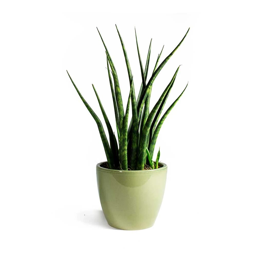 Sansevieria Fernwood Mikado - Snake Plant 5 Sansevieria Fernwood Mikado - Snake Plant - Image 5