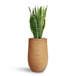 Dune Partner Planter - Almond 30 Dune Partner Planter - Almond -Indoor Plant Store Sansevieria Laurentii HydroCare Dune Partner Planter Almond d489d59d 0bb1 4543 905c 04563d142dc2