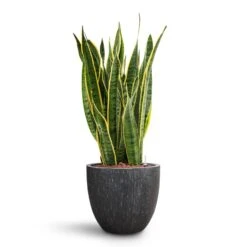 Raindrop Egg Planter - Anthracite 21 Raindrop Egg Planter - Anthracite -Indoor Plant Store Sansevieria Laurentii HydroCare Raindrop Couple Planter Anthracite