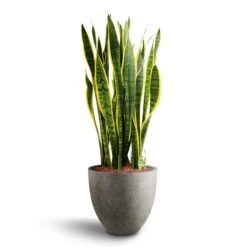Grigio Egg Pot Planter - Natural Concrete -Indoor Plant Store Sansevieria Laurentii Hydroculture 28 19 x 80cm Grigio Egg Pot Planter Natural Concrete 40 x 36cm be7a00f2 90b9 4e7e 9a81 7e6703061d35
