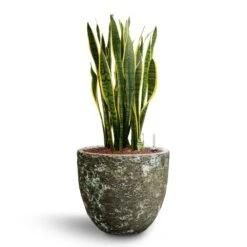 Lava Couple Relic Planter - Jade -Indoor Plant Store Sansevieria Laurentii Hydroculture 28 19 x 80cm Lava Couple Relic Planter Jade 36 x 34cm b022d4b9 3bfb 4878 9893 0c8dc29ca540
