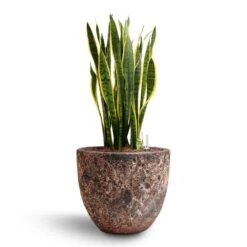 Lava Couple Relic Planter - Pink -Indoor Plant Store Sansevieria Laurentii Hydroculture 28 19 x 80cm Lava Couple Relic Planter Pink 36 x 34cm a2f1de95 9ee1 4f65 8261 24080a67eea9