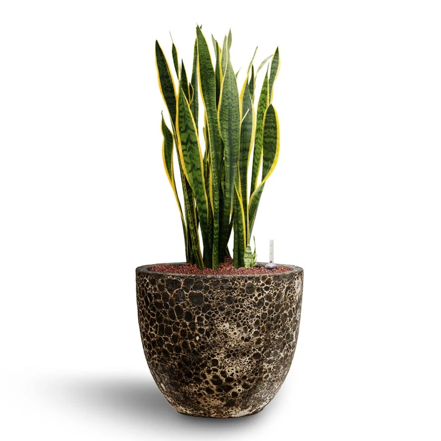 Lava Couple Relic Planter - Black 2 Lava Couple Relic Planter - Black - Image 2