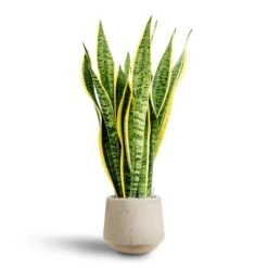 Raindrop Tube Round Planter - Stone -Indoor Plant Store Sansevieria Laurentii Hydroculture 28 19 x 80cm Raindrop Tube Round Planter Stone 30 x 26cm 65935127 bc41 411a 9160 96fcb67b305e