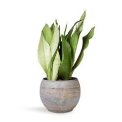 Dex Plant Pot - Earth -Indoor Plant Store Sansevieria Trifaciata Moonshine Snake 12x35cm Dex Plant Pot Earth 17x13cm 86748467 1c29 4aa3 9c84 36e8e8940e2a