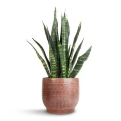 Lykke Plant Pot - Chestnut Blush 15 Lykke Plant Pot - Chestnut Blush -Indoor Plant Store Sansevieria Trifasciata Black Coral Snake Plant 14x50cm Lykke Plant Pot Chestnut Blush 18x16cm 7b48cd1e 6cbf 4c29 9e27 e359b288a10e