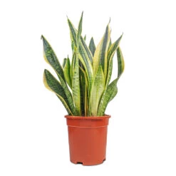 Sansevieria Trifasciata Futura Superba -Indoor Plant Store Sansevieria Trifasciata Futura Superba 17x60cm