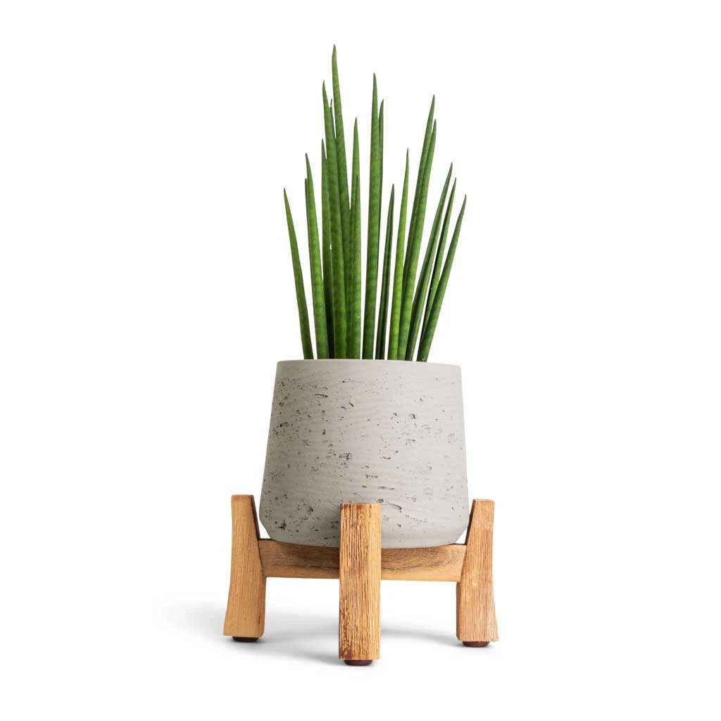 Patt Plant Pot - Low Stand - Grey Washed 2 Patt Plant Pot - Low Stand - Grey Washed - Image 2
