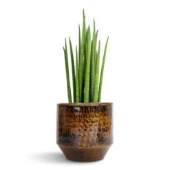 Sansevieria Bacularis Mikado - Snake Plant -Indoor Plant Store Sansevieria bacularis Mikado Snake Plant 12x40cm Sanna Plant Pot Savanna 15x13cm