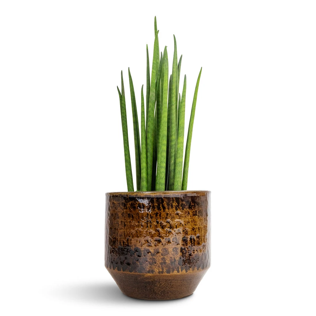 Sanna Plant Pot - Savanna 13 Sanna Plant Pot - Savanna - Image 13