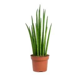 Sansevieria Bacularis Mikado - Snake Plant -Indoor Plant Store Sansevieria bacularis Mikado Snake Plant