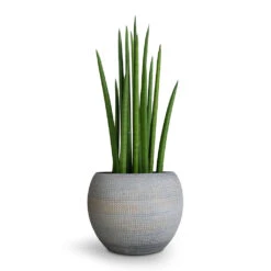 Sansevieria Cylindrica Spikes - Cylindrical Snake Plant 15 Sansevieria Cylindrica Spikes - Cylindrical Snake Plant -Indoor Plant Store Sansevieria cylindrica Spikes Cylindrical Snake Plant 12x40cm Dex Plant Pot Earth 17x13cm