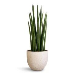 Sansevieria Cylindrica Spikes - Cylindrical Snake Plant 14 Sansevieria Cylindrica Spikes - Cylindrical Snake Plant -Indoor Plant Store Sansevieria cylindrica Spikes Cylindrical Snake Plant 17x60cm Cas Plant Pot Cool Grey 21x19cm