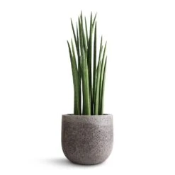Sansevieria Cylindrica Spikes - Cylindrical Snake Plant 17 Sansevieria Cylindrica Spikes - Cylindrical Snake Plant -Indoor Plant Store Sansevieria cylindrica Spikes Cylindrical Snake Plant 19x70cm Cody Cement Stone Plant Pot Granite Grey 25x24cm