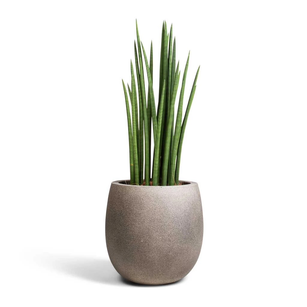 Grigio Balloon Plant Pot - Natural Concrete 2 Grigio Balloon Plant Pot - Natural Concrete - Image 2