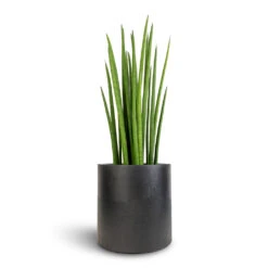 Puk Natural Planter - Matt Black 9 Puk Natural Planter - Matt Black -Indoor Plant Store Sansevieria cylindrica Spikes Cylindrical Snake Plant 19x70cm Puk Natural Planter Matt Black 25x25cm