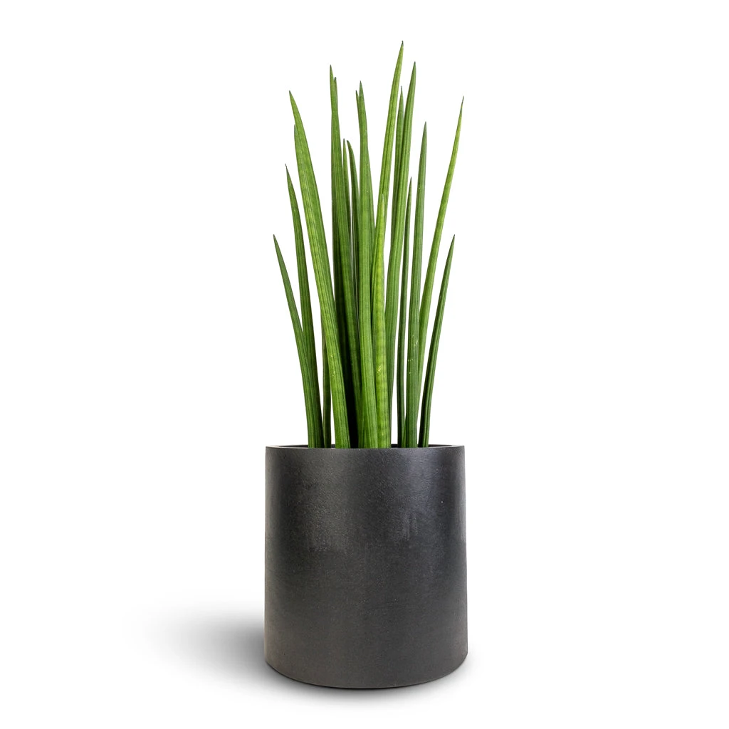 Puk Natural Planter - Matt Black 3 Puk Natural Planter - Matt Black - Image 3