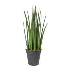 Sansevieria Cylindrica Spikes - Cylindrical Snake Plant 16 Sansevieria Cylindrica Spikes - Cylindrical Snake Plant -Indoor Plant Store Sansevieria cylindrica Spikes Cylindrical Snake Plant