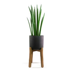 Charlie Plant Pot - Tall Stand - Black Washed 12 Charlie Plant Pot - Tall Stand - Black Washed -Indoor Plant Store Sansevieria cylindrica Spikes Cylindrical Snake Plant Charlie Plant Pot Tall Stand Black Washed