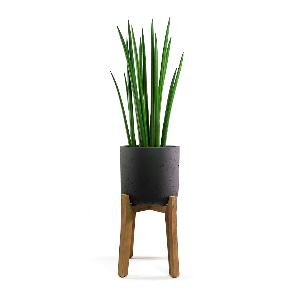 Charlie Plant Pot - Tall Stand - Black Washed 5 Charlie Plant Pot - Tall Stand - Black Washed - Image 5