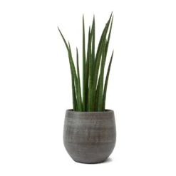 Sansevieria Cylindrica Spikes - Cylindrical Snake Plant 21 Sansevieria Cylindrica Spikes - Cylindrical Snake Plant -Indoor Plant Store Sansevieria cylindrica Spikes Cylindrical Snake Plant Esra Plant Pot Mystic Grey