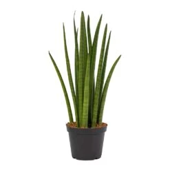 Sansevieria Cylindrica Spikes - Cylindrical Snake Plant 19 Sansevieria Cylindrica Spikes - Cylindrical Snake Plant -Indoor Plant Store Sansevieria cylindrica Spikes Cylindrical Snake Plant ce7747dc 5064 430a af25 b4ce7792473c