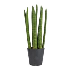 Sansevieria Cylindrica Straight - Cylindrical Snake Plant -Indoor Plant Store Sansevieria cylindrica Straight Cylindrical Snake Plant 12x40cm