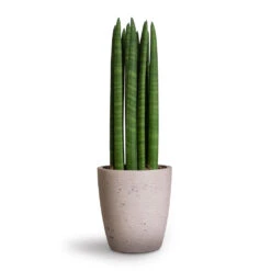 Sansevieria Cylindrica Straight - Cylindrical Snake Plant