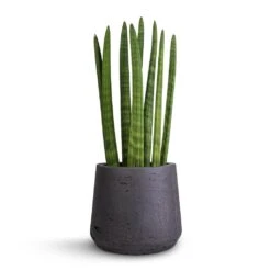 Sansevieria Cylindrica Straight - Cylindrical Snake Plant -Indoor Plant Store Sansevieria cylindrica Straight Cylindrical Snake Plant 12x40cm Patt Plant Pot Black Washed 17x14cm