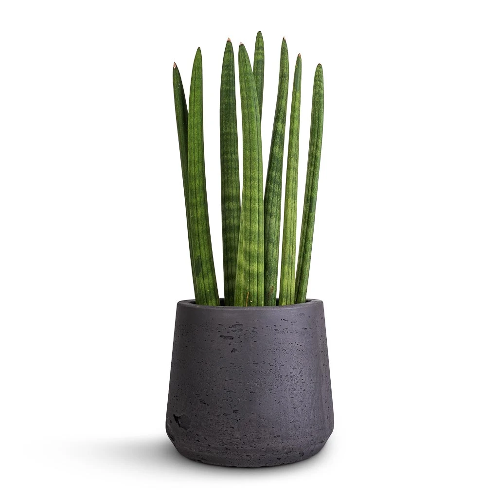 Patt Plant Pot - Black Washed 6 Patt Plant Pot - Black Washed - Image 6