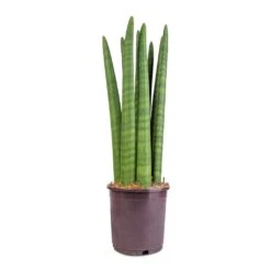 Sansevieria Cylindrica Straight - Cylindrical Snake Plant -Indoor Plant Store Sansevieria cylindrica Straight Cylindrical Snake Plant 15x50cm