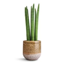Sansevieria Cylindrica Straight - Cylindrical Snake Plant -Indoor Plant Store Sansevieria cylindrica Straight Cylindrical Snake Plant 15x50cm Issa Plant Pot Ochre 18x17cm